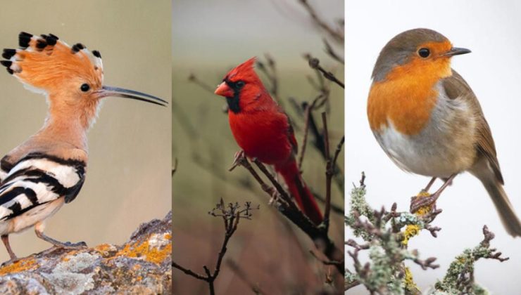 Pratik mi yoksa teorik biri misiniz? Seçtiğiniz kuşa göre kişilik testi karakteriniz hakkında ne söylüyor?