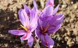 AB coğrafi işaret tescili aldı! Şimdi markalaşma yolunda