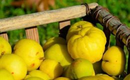 Ayvanın faydaları nelerdir? Sabah aç karnına ve yatmadan önce ayva yemek…