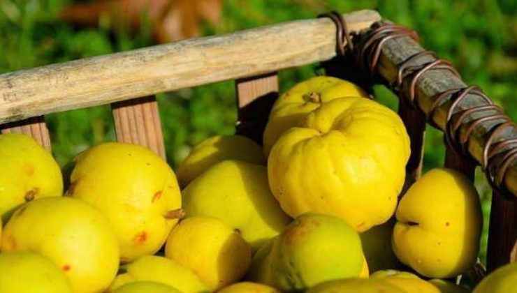 Ayvanın faydaları nelerdir? Sabah aç karnına ve yatmadan önce ayva yemek…