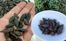 Karahalile ne işe yarar? Karahalile faydaları nelerdir, nasıl kullanılır?
