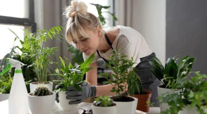 Ev bitkisi bakarken muhtemelen yaptığınız 5 yaygın hata