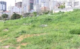 İstanbul’da sokak köpeği dehşeti: 7 yaşındaki Çağrı’ya 30 dikiş atıldı!