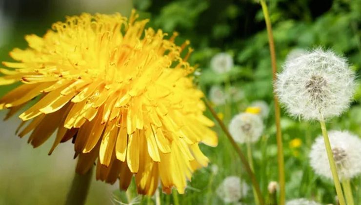 Karahindiba faydaları nelerdir? Taze karahindiba nasıl tüketilir?