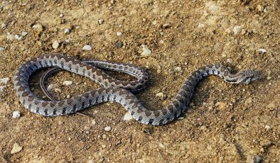 Yılan sayıları arttı! Uzmanlardan uyarı geldi: “Bunlara dikkat”