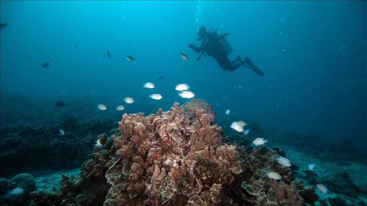 Okyanus sularının ısınması, güneydeki balık türlerini kuzeye göç ettiriyor