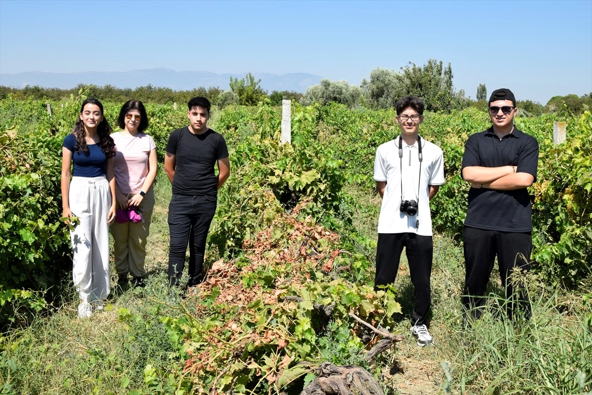 Turgutlu Şehit Tolga Artuğ Gençlik Merkezi Teknofest Takımı Üzüm Bağlarında Yapay Zeka ile Hastalık Tespiti Yapıyor